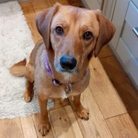 Lani the Greek Mixed Breed