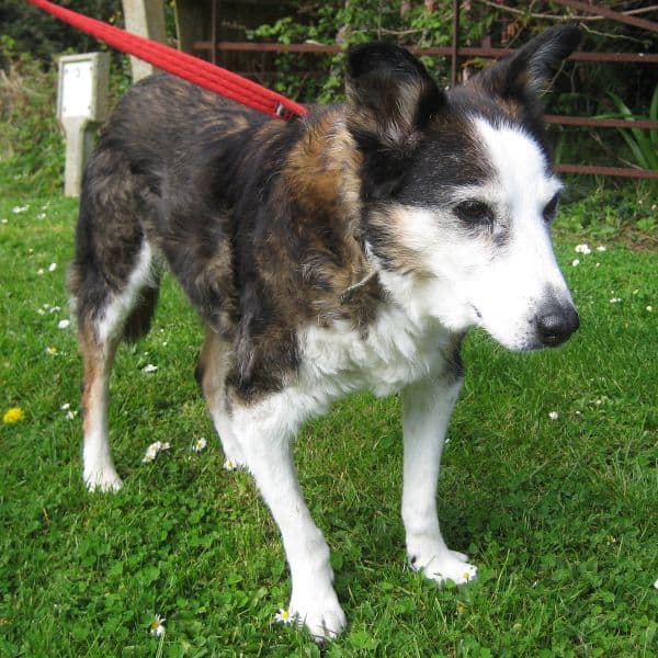 Bella the Border Collie