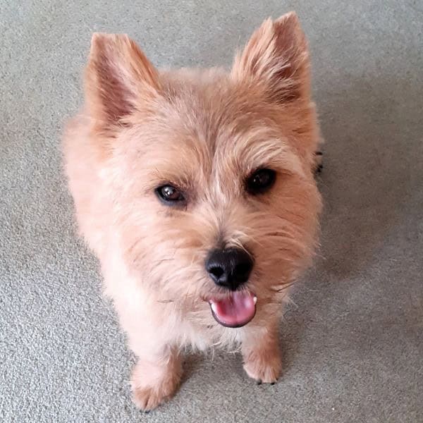 Bertie the Norwich Terrier