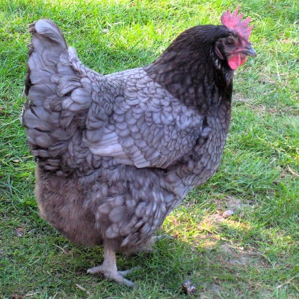 Blue Orpington Hen