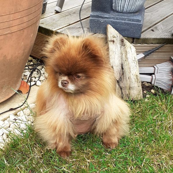Bumbalina in the Garden