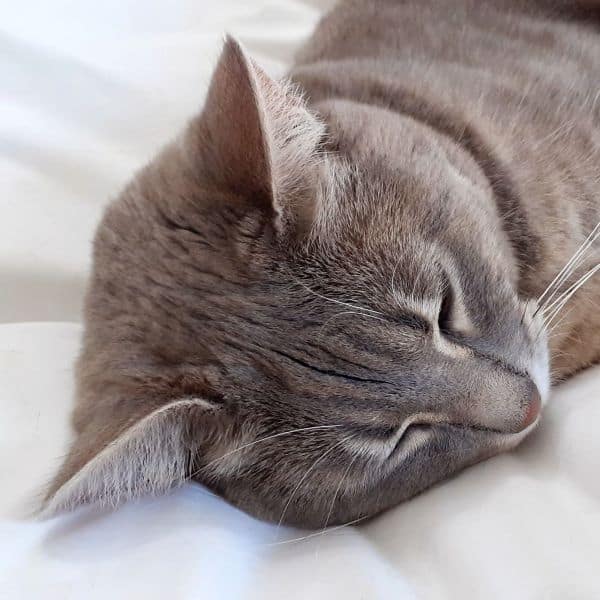 Pepsi Sleeping
