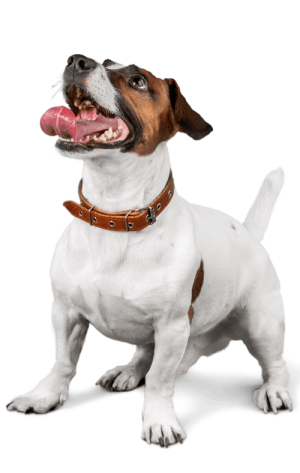Gallery JRT