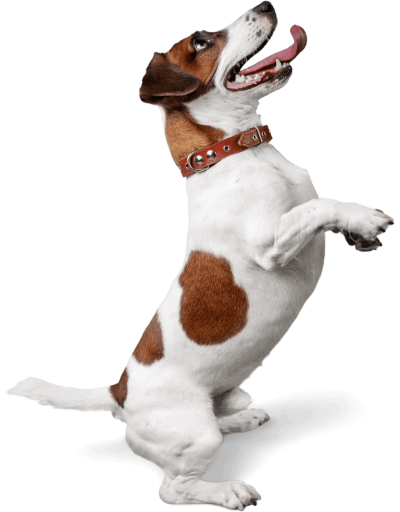 Home JRT