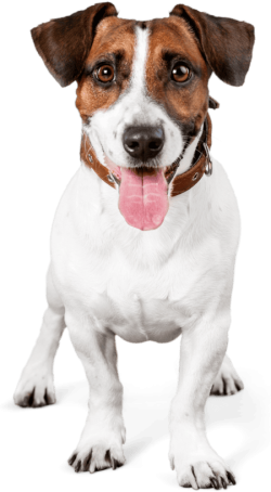 Housesit Enquiry JRT